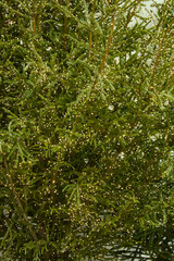 Christmas tree adorned with electric garlands, creating a warm festive atmosphere perfect for holiday celebrations and seasonal decor with copy space