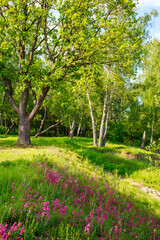 Obraz premium Vibrant pink Silene viscaria flowers blanket a sunlit, verdant forest slope. An idyllic summer scene showcasing delicate blooms amidst lush green trees and natural beauty