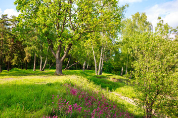 Vibrant spring scene with a lush meadow adorned by charming pink sticky catchfly flowers and towering trees under a clear sky