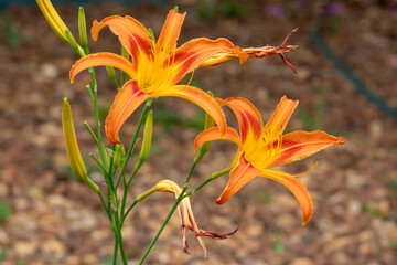 Two orange and yellow Daylilies (Hemerocallis) in sharp focus, emerging from green stems with flower buds against a blurred brown gravel background.
