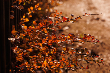 Orange barberry leaves in warm autumn sunlight