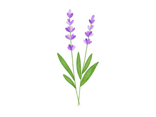 Obraz premium Watercolor lavenders illustration 