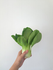 Pak choy salad in a woman's hand on a white background. Space for text, copy space 