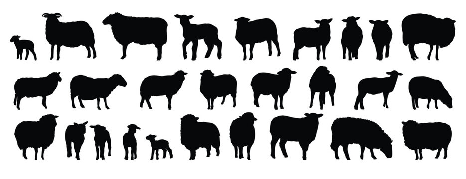 sheep silhouette set. sheep and lamb isolated farm animal silhouette icon vector collection