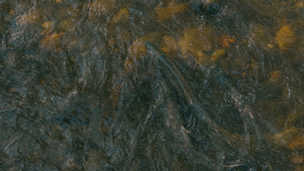 Spawning Salmon Going up the River