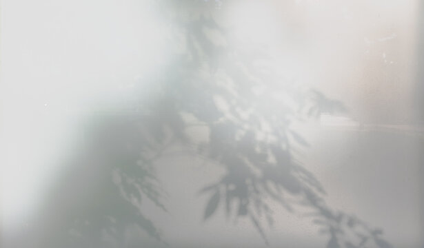 background with plant shadow with fog effect. - Powered by Adobe