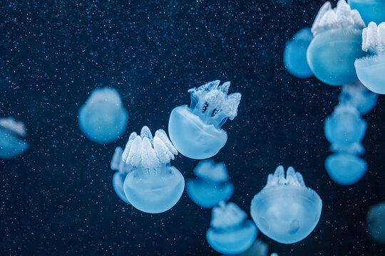 underwater photography jellyfish Blue Blubber Jelly, Catostylus mosaicus