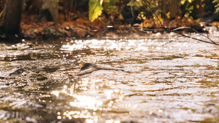 Spawning Salmon Going up the River