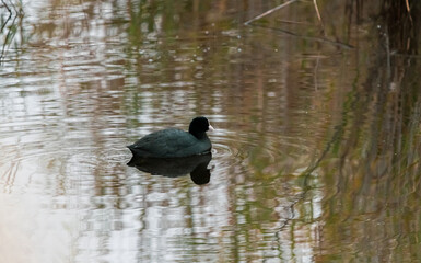 Close-Up of Common Coot Floating on Lake in Early Morning