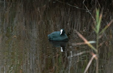 Morning Wildlife: Eurasian Coot Swimming on Calm Lake