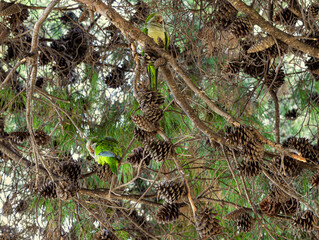Perruches et pommes de pins