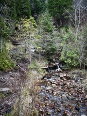 stream in the forest