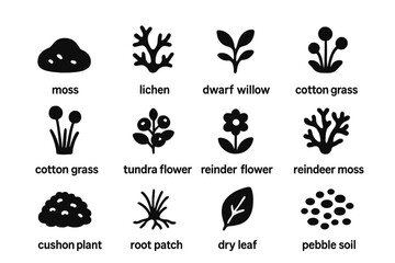 Tundra Vegetation Icons. Tundra Vegetation. Solid icon set of Tundra Vegetation: moss, lichen, dwarf willow, sedge grass, cotton grass, berry shrub, tundra