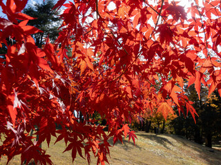 紅葉
