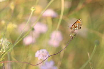 una farfalla melitaea al tramonto