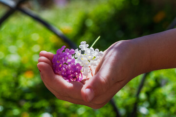 Child holding colorful lantana flowers in open palm during springtime