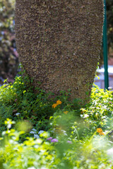 Spiky tree trunk growing in a lush spring garden