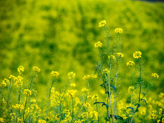 Winterraps Feld im Spätherbst