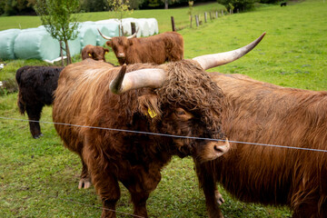 Scottish highland cattle on a meadow in the countryside.