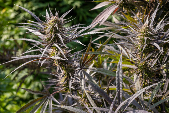 Indica sativa groving on sunny days canabis plant