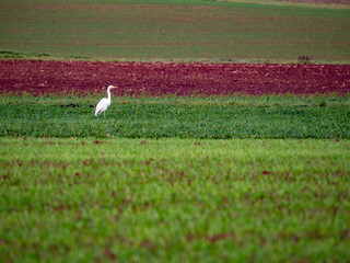 Naklejka premium Reiher auf einem Feld im Spätherbst