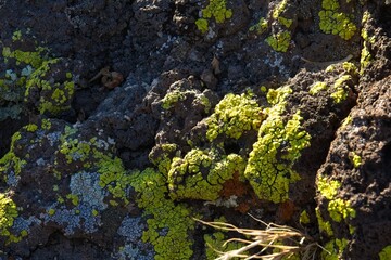 Jagged rocks covered in Yellow Paint Lichen, Pleopsidium oxytonum, and white Desert Brain Lichen, Psora cerebriformis, and Red Desert Firedot, Caloplaca trachyphylla, Arizona.