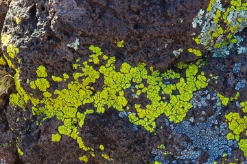 Jagged rocks covered in Yellow Paint Lichen, Pleopsidium oxytonum, and white Desert Brain Lichen, Psora cerebriformis, Arizona.
