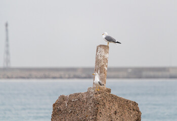Seagulls on Rocky Shore at Sunrise – Wildlife Photography