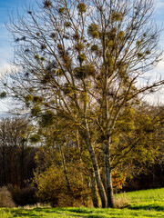 Obraz premium Baum mit vielen Misteln im Spätherbst