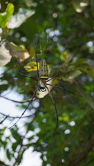 Spiders of the Nephila or Trichonephila species show their golden silk spider webs