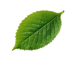 Fototapeta premium Close-up of a vibrant green leaf, sharply defined against a black background. Its veined structure and serrated edge are clearly visible