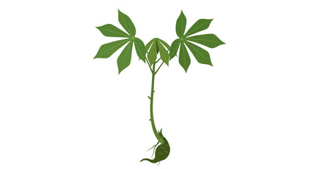 A young cassava plant with palmate leaves and a developing root system, isolated on a white background.