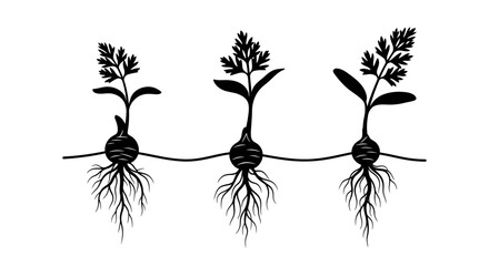 Black and white illustration of three interconnected plants with bulbs, roots, and flowers.