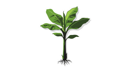 Illustration of a young banana plant with large green leaves and visible roots on a white background.