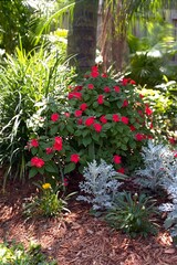 Impatiens wallerana - Impatiens Blooming in the Garden
