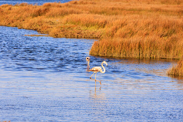 Juvenile greater flamingos wading in shallow lagoon waters surrounded by golden marsh vegetation, Portugal, Q.ta das Ricos, 9 October 2025