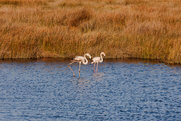 Juvenile greater flamingos walking in shallow lagoon water beside golden marsh plants, Portugal, Q.ta das Ricos, 9 October 2025