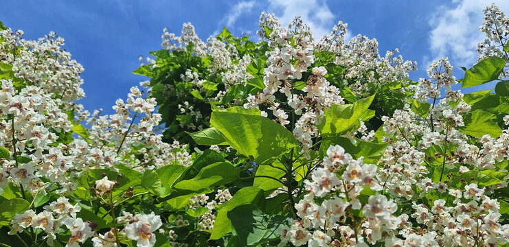 Panorama of the catalpa bignonioides or catalpa ovata tree with white flowers blooms against a blue sky.