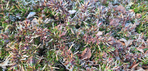 Panorama of phlox subulata bush.