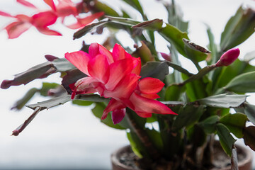 close up of a christmas cactus