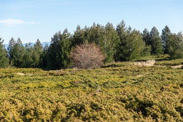 Landscape of Vitosha Mountain at Platoto area, Bulgaria