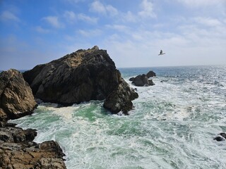 Fototapeta premium Ocean waves crashing against rugged rocks at McClure’s Beach in Point Reyes as a seabird flies through the coastal sky