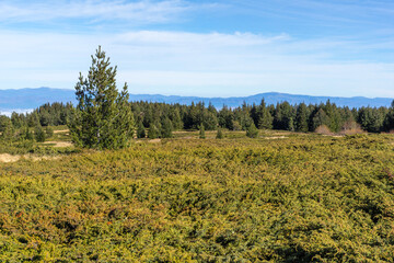 Fototapeta premium Landscape of Vitosha Mountain at Platoto area, Bulgaria