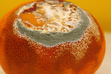Overripe and rotten mandarin. Rotten tangerine covered with mold
