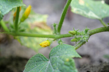 Beginning of cucumber fruit growth. Cucumbers grow in garden bed