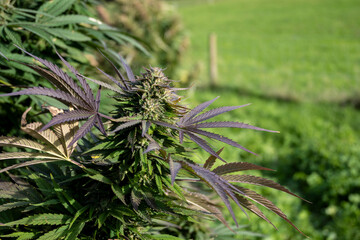 Cannabis sativa plant with leaves and flowers growing in the field