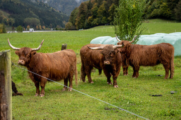 Scottish highland cattle on a pasture in Bavaria, Germany