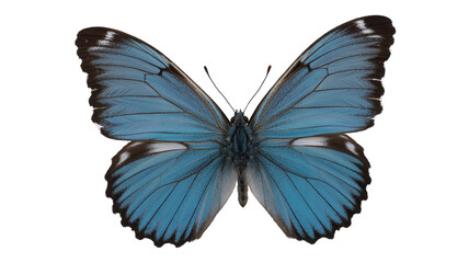 Obraz premium Gorgeous blue butterfly with intricate wing patterns, perfect for nature designs and artistic creations