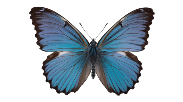 Stunning blue butterfly with intricate wing patterns, perfect for nature and design concepts artwork, close up