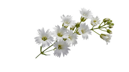 Delicate white wildflowers add soft elegance to any design, perfect for wedding or spring themes